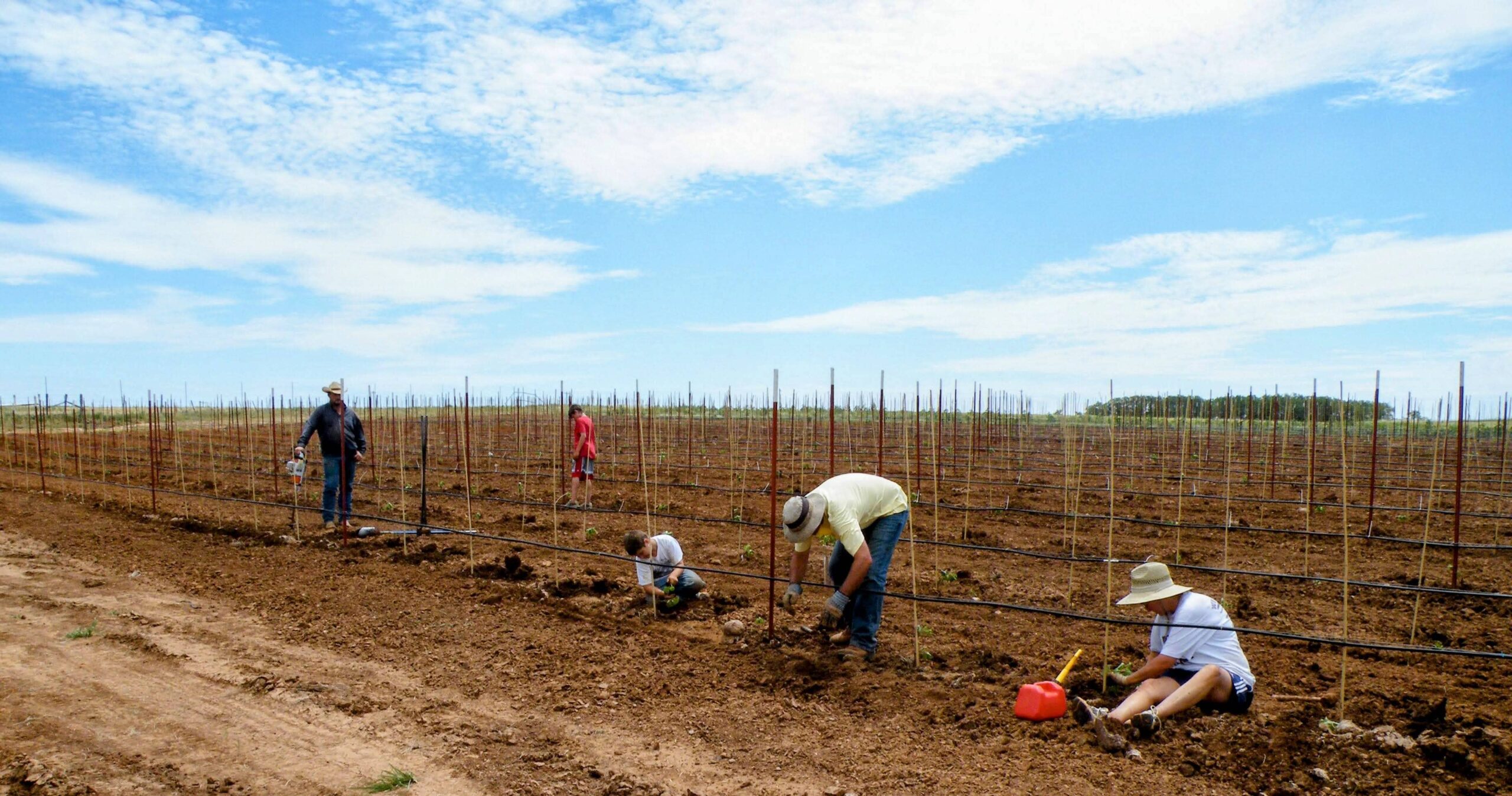 2 – 2010 – Vineyard Planting
