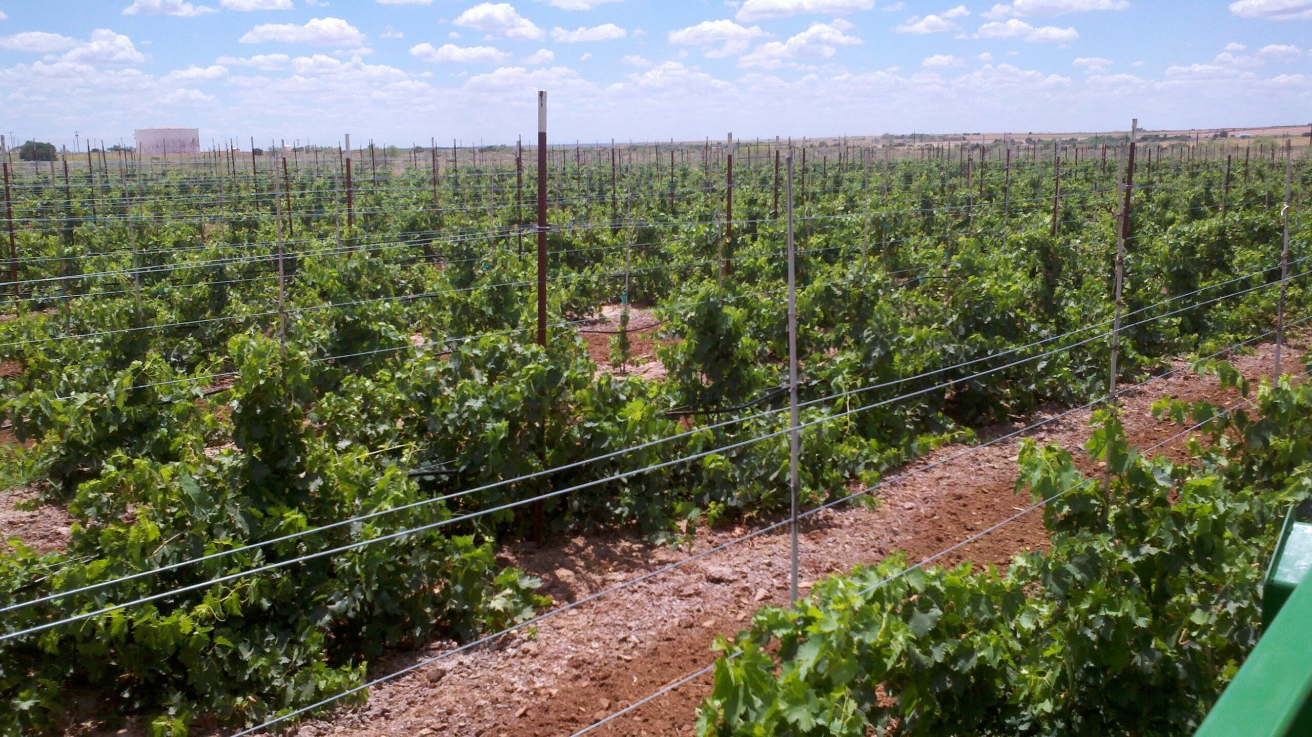 3 – 2011 – Young Plants Thriving in Sandy Loam Clay Subsoil