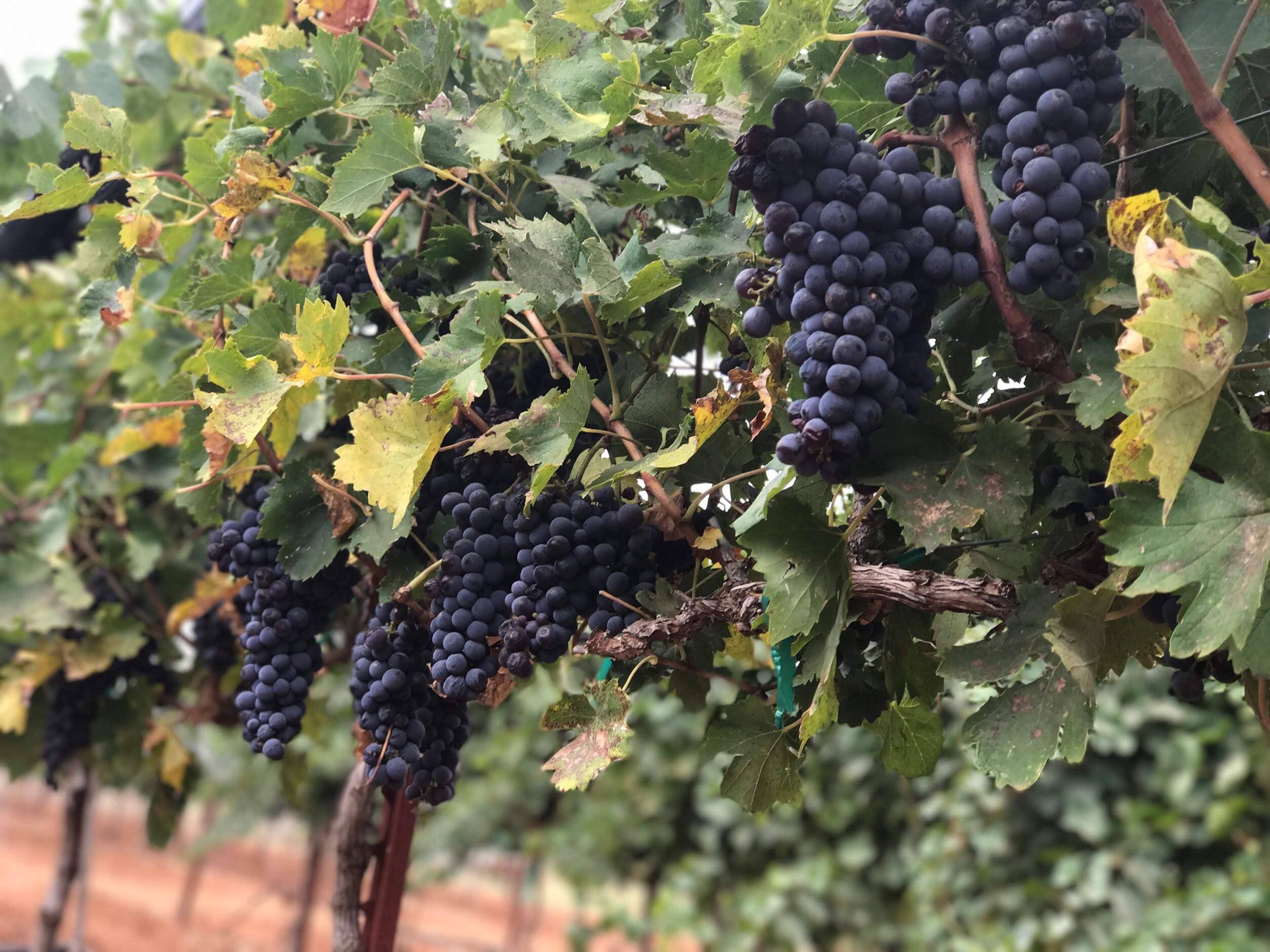 5 – 2017 – Picture of Clusters Before Harvest