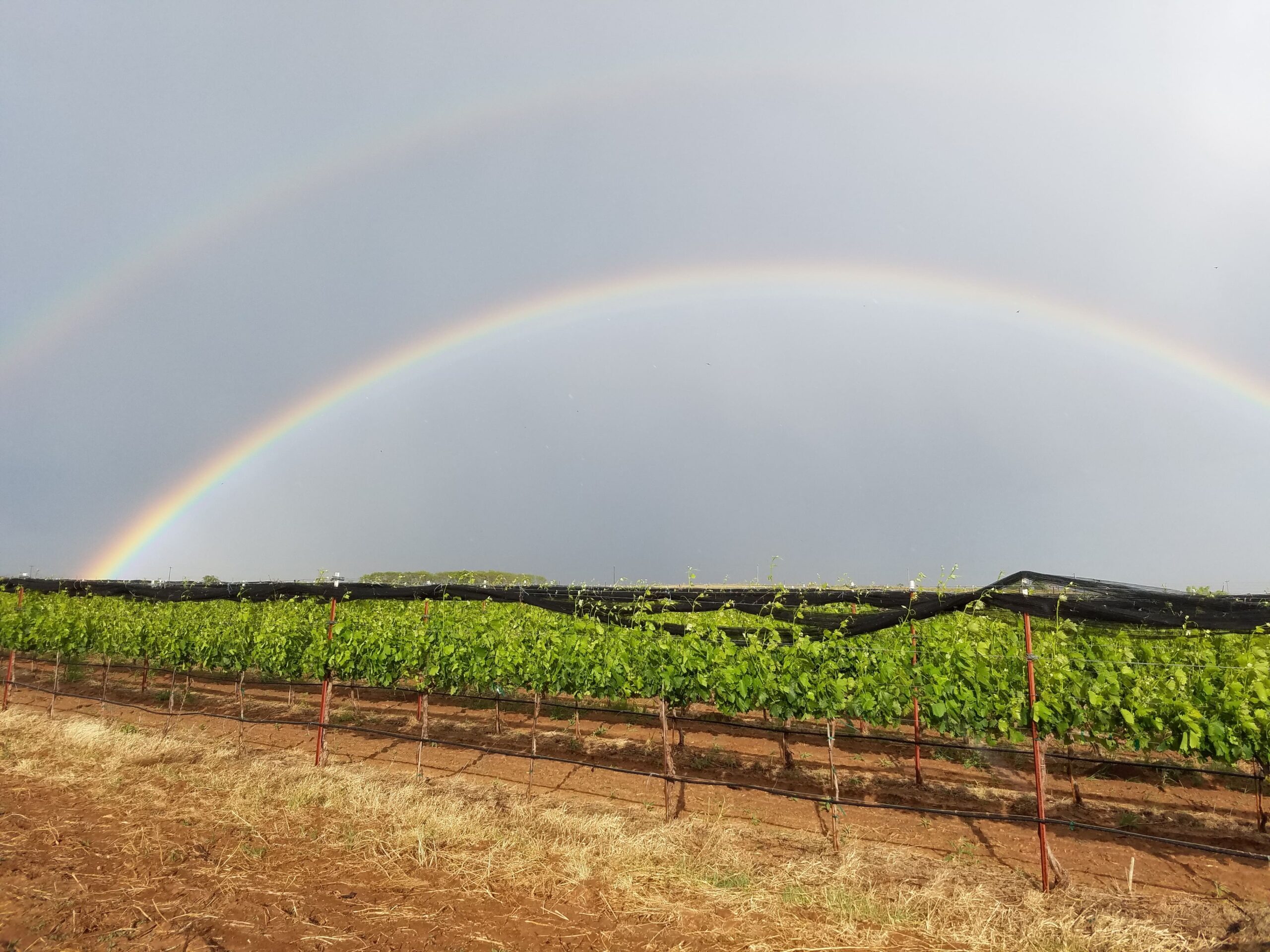 6 – 2014 – Picture of Row 1 with Ground and Rainbow