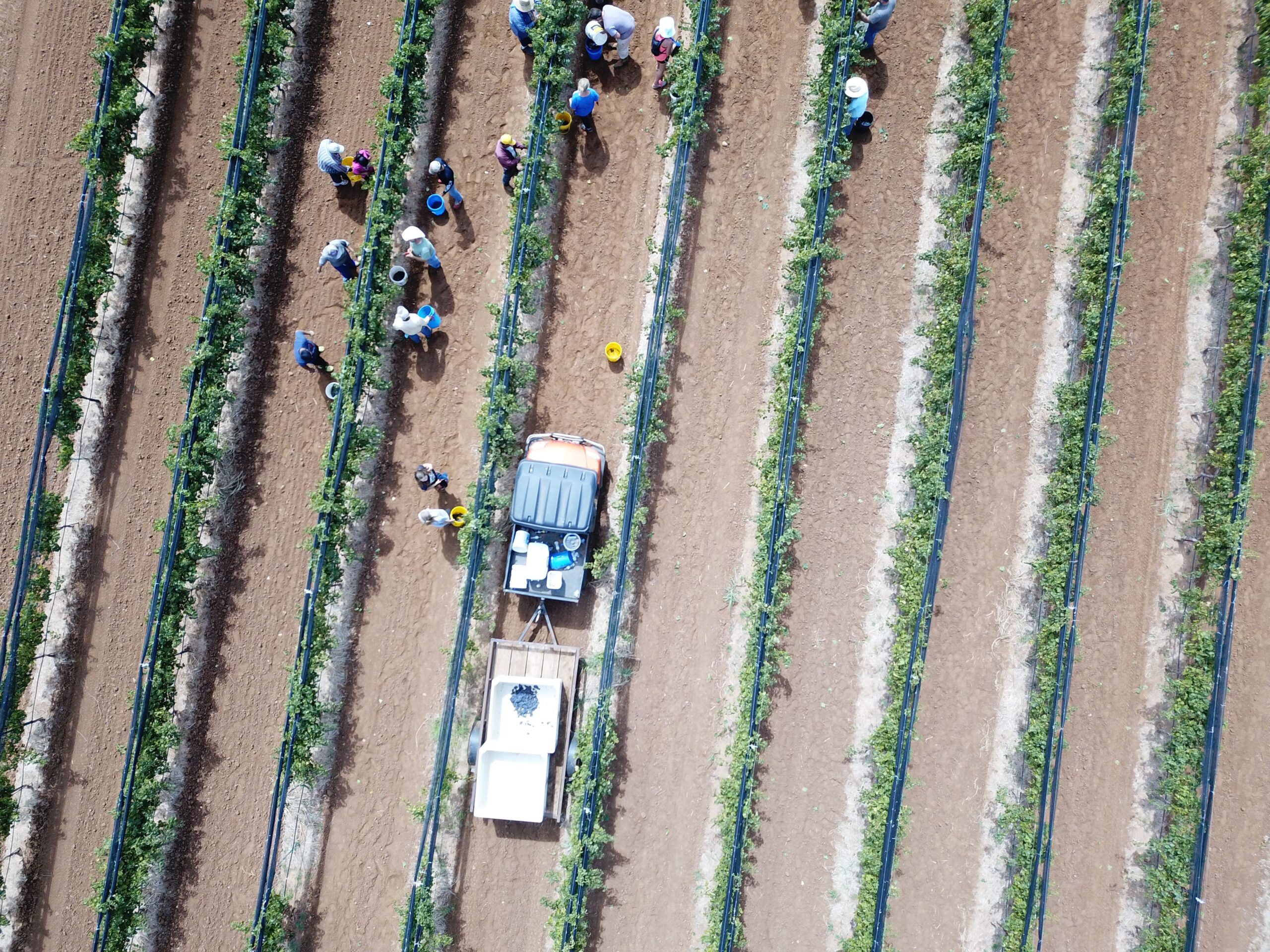 High Aerial while picking